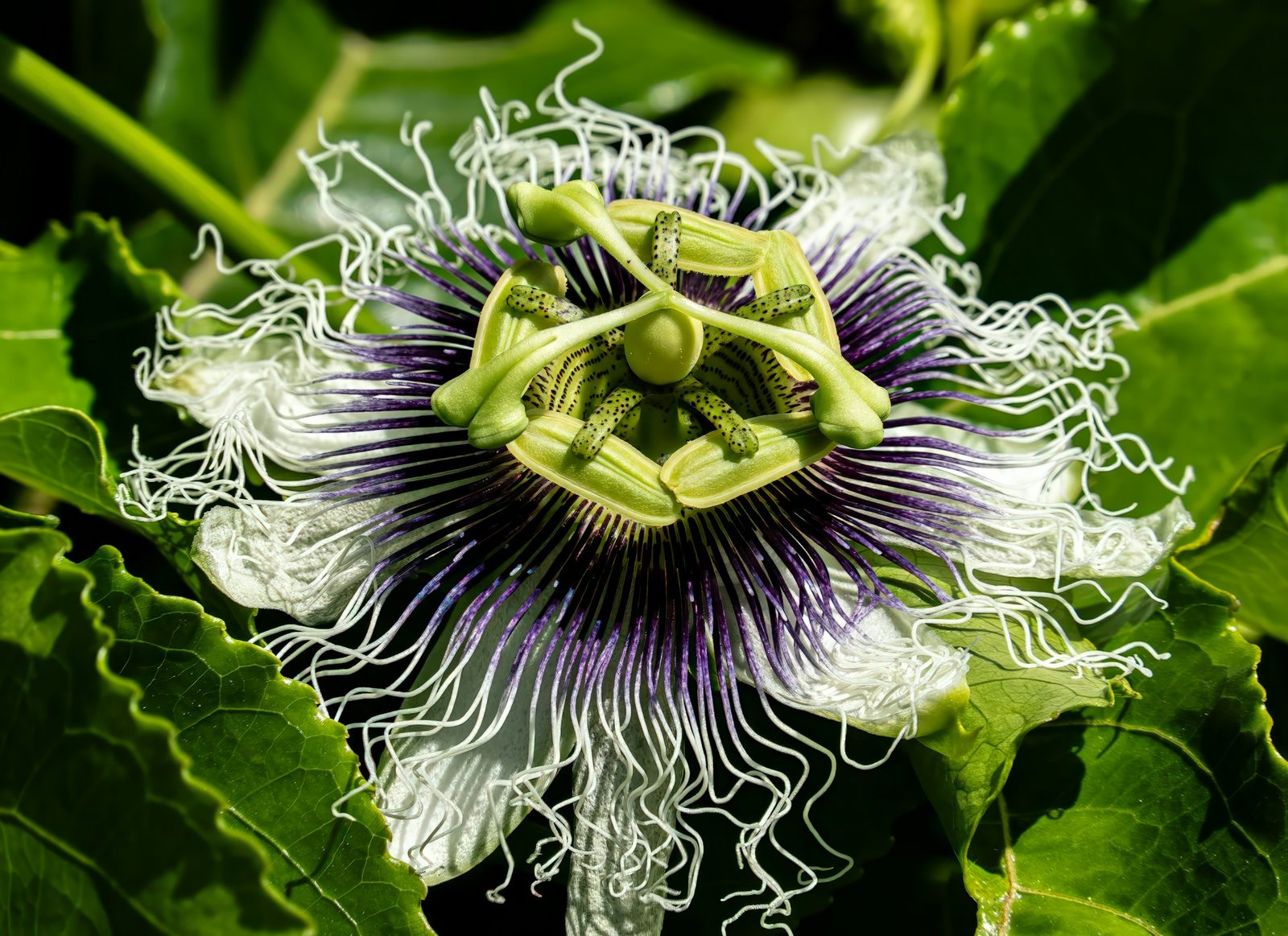 Passionflower blooms in natural light